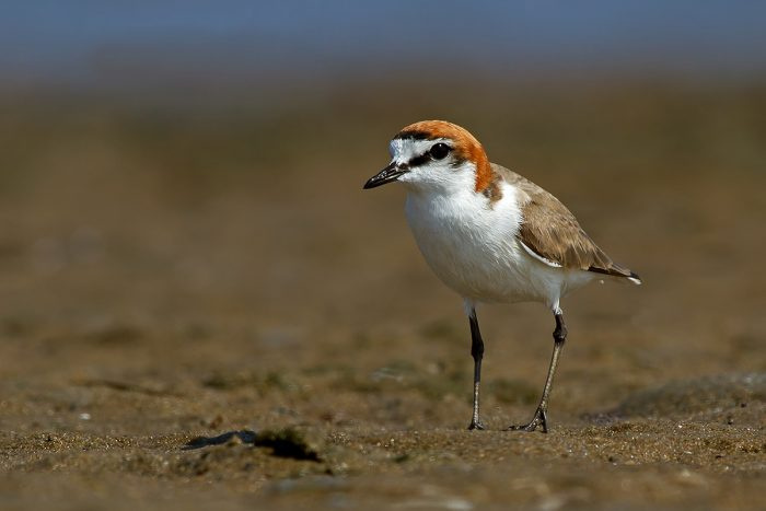 Фото красный зуек (Charadrius ruficapillus