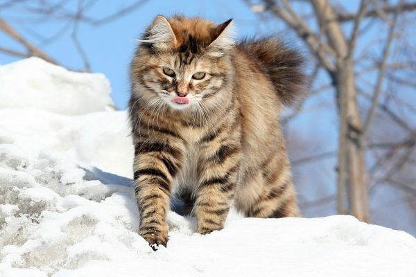 Дикий курильский бобтейл