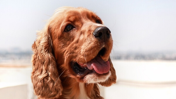 тринадцать