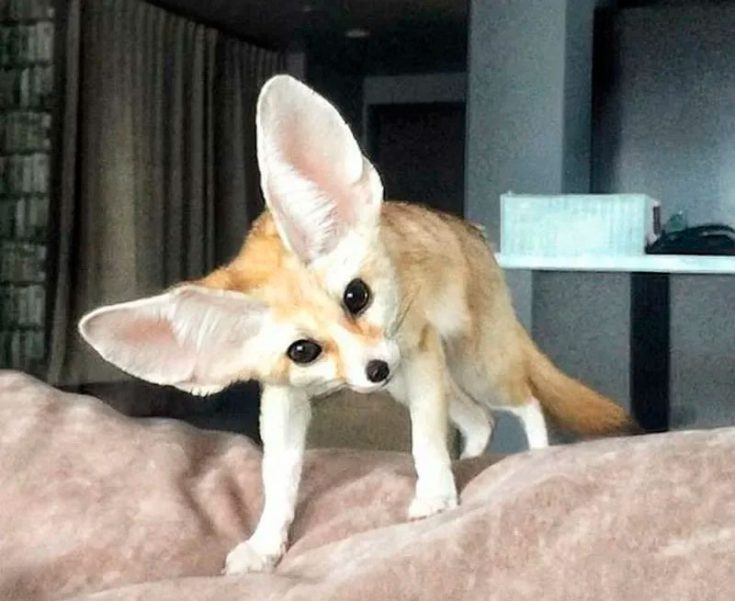 Фенек
