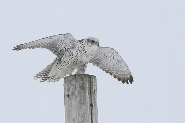 Кречет белый (Falco candicans, groenlandicus) фото