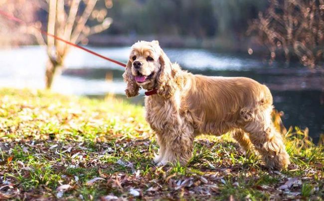 Американский спаниель