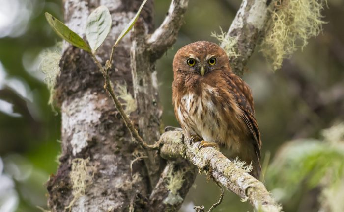 Андская Сечь (Glaucidium jardinii) фото