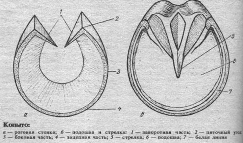 Конструкция копыт 