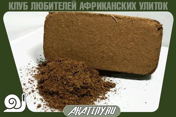 Как ухаживать и содержать альбиноса ахатина 