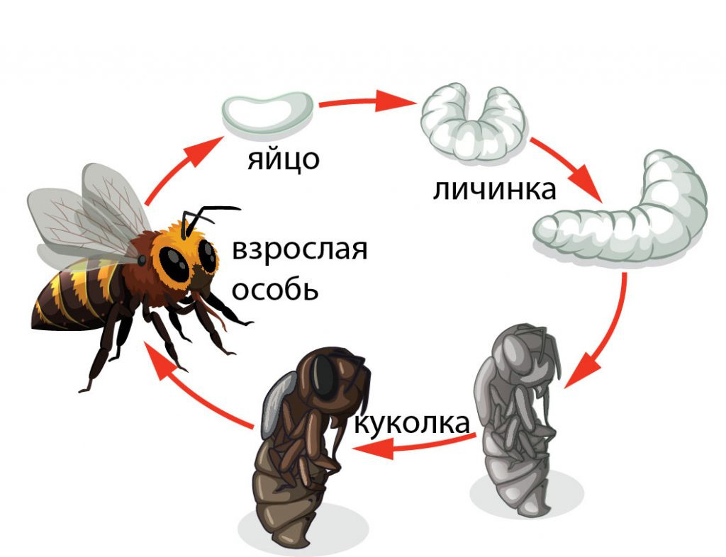 Продолжительность жизни и характеристики пчелы 