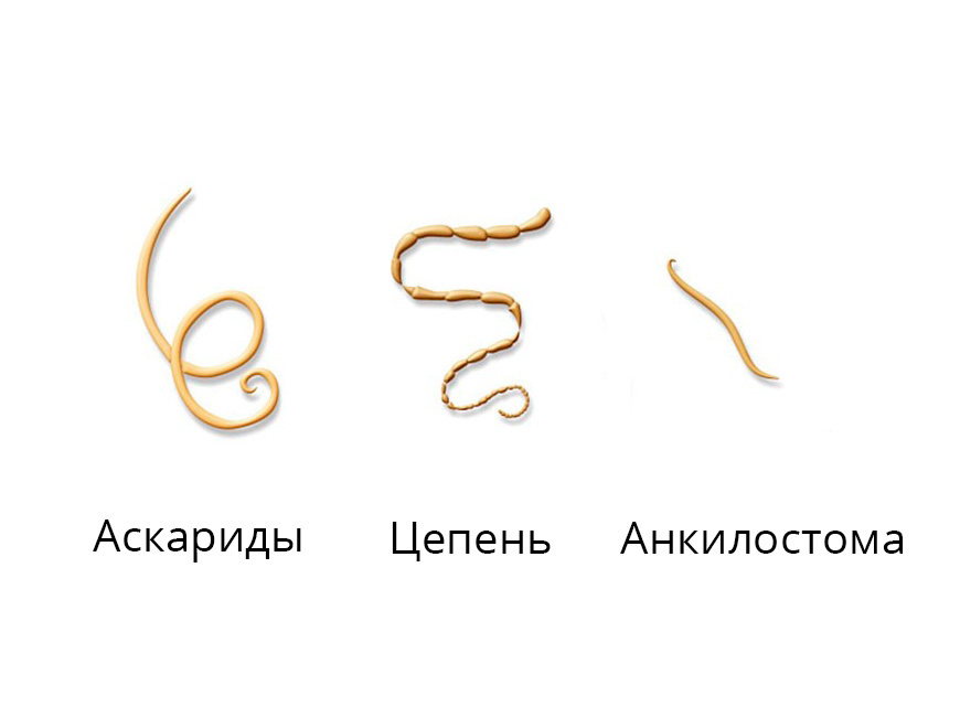 Черви
