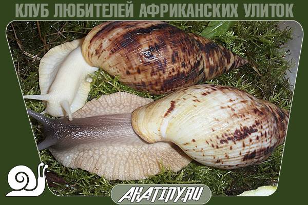 Achatina reticulata уход в домашних условиях 