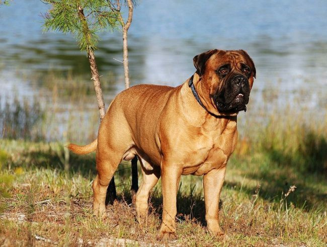 Автор фотографии bullmastiff
