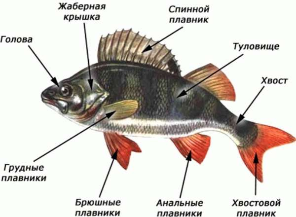 Классификация рыб по биологии и характеристика внутреннего и внешнего строения