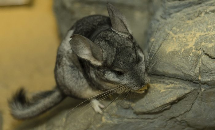 Фотография длиннохвостой шиншиллы (Chinchilla lanigera