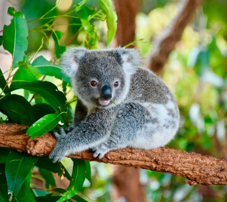 Коала