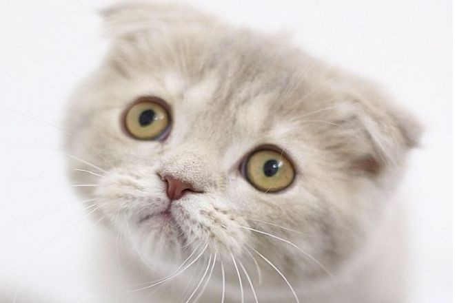 Сложите шотландского котенка