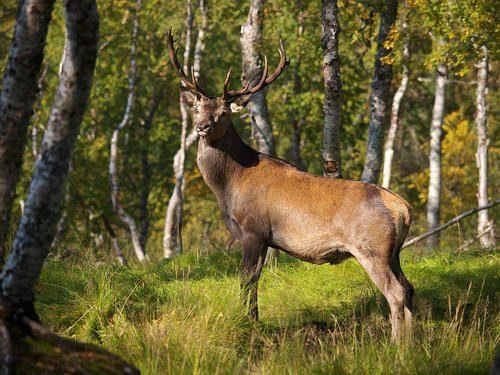 Животный мир Кавказа список