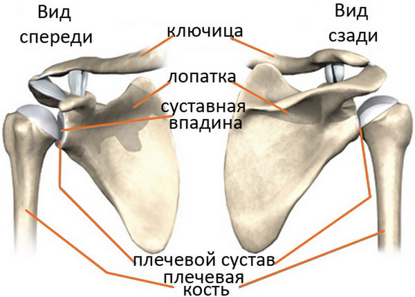 Лопатка и плечевая кость