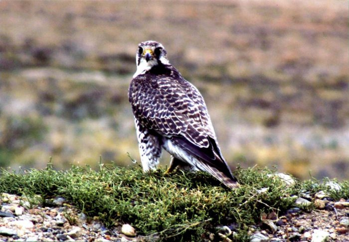 Балабан сибирский (Falco cherrug saceroides) фото