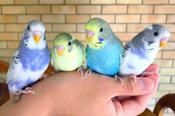 молодые волнистые попугайчики, сидящие на вашем плече 