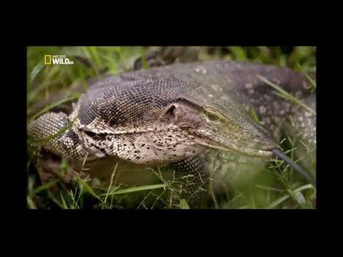 Всё о варане