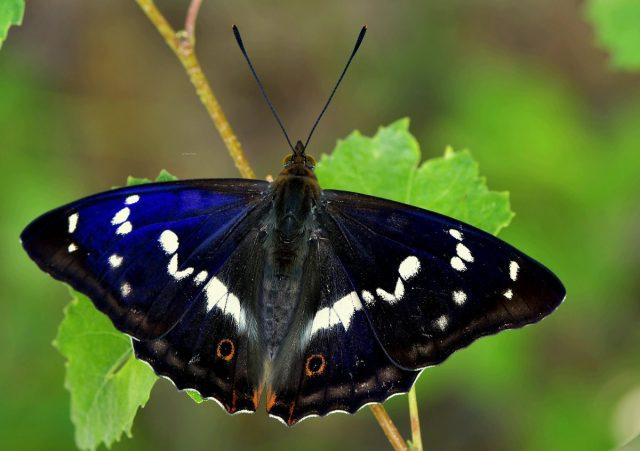 Ирис, или большой полив (Apatura iris)