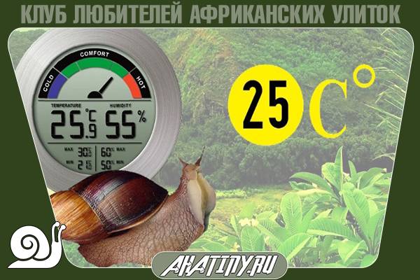 Содержание маленьких улиток ахатин