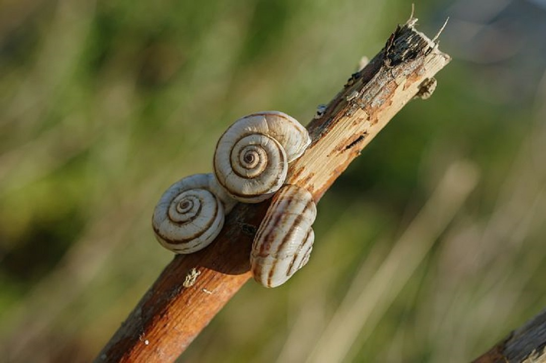 Улитка Caracolus 