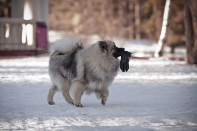 Характеристики Wolfspitz.