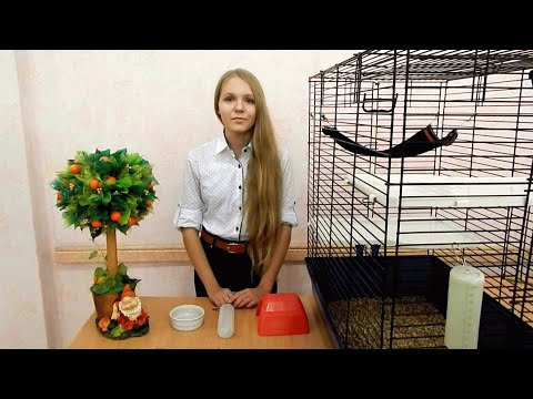 Декоративные крысы: уход и содержание Домашние крысы: как ухаживать?