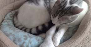 Кот с опухшей лапой спит в постели
