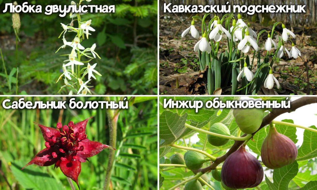 Растения из Красной книги данных Кубани