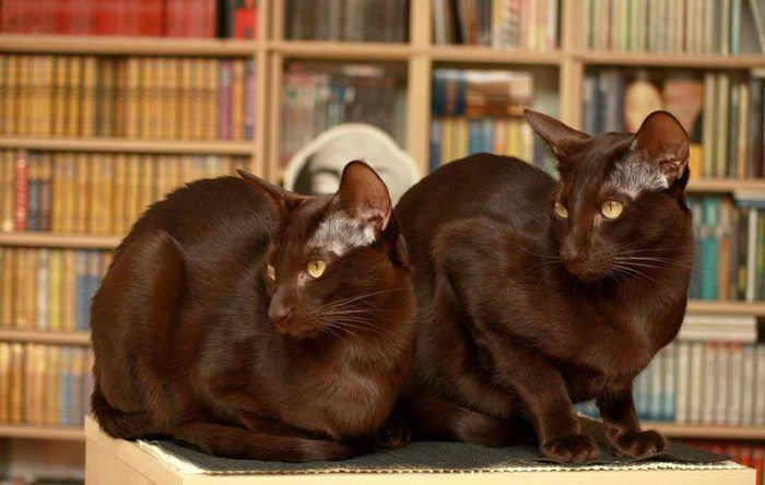 Две гаванские кошки
