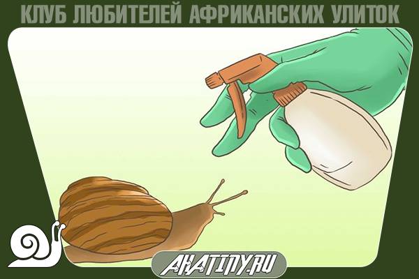 Содержание маленьких улиток ахатин