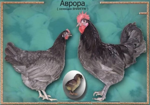 Голубые куры 