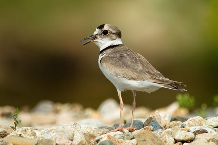 Уссурийский зуек (Charadrius placidus) фото