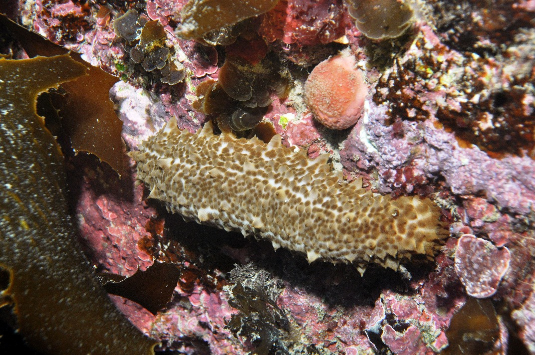 Морские огурцы: лечебные свойства, рецепты, фото :: syl.ru