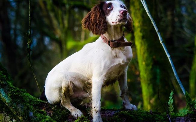 Английский спрингер-спаниель