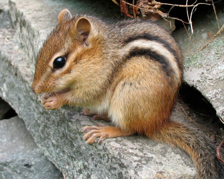 Белки