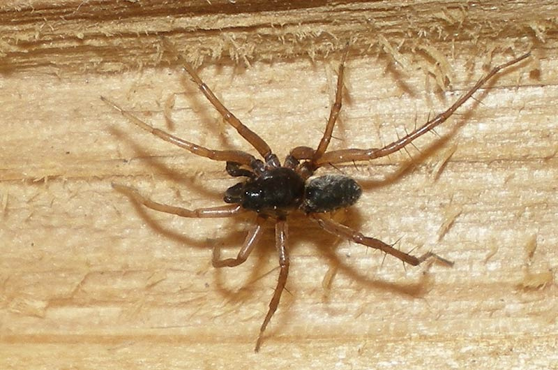 Домашний паук (Tegenaria domestica)
