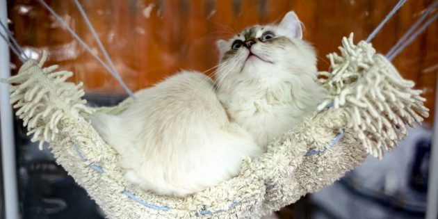 Сибирский кот: персонаж