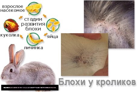 Стадии развития паразита у кролика