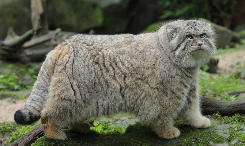 Кот Палласа