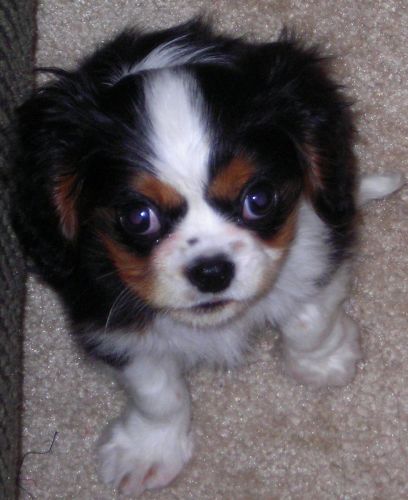 Щенок кавалер кинг чарльз спаниеля