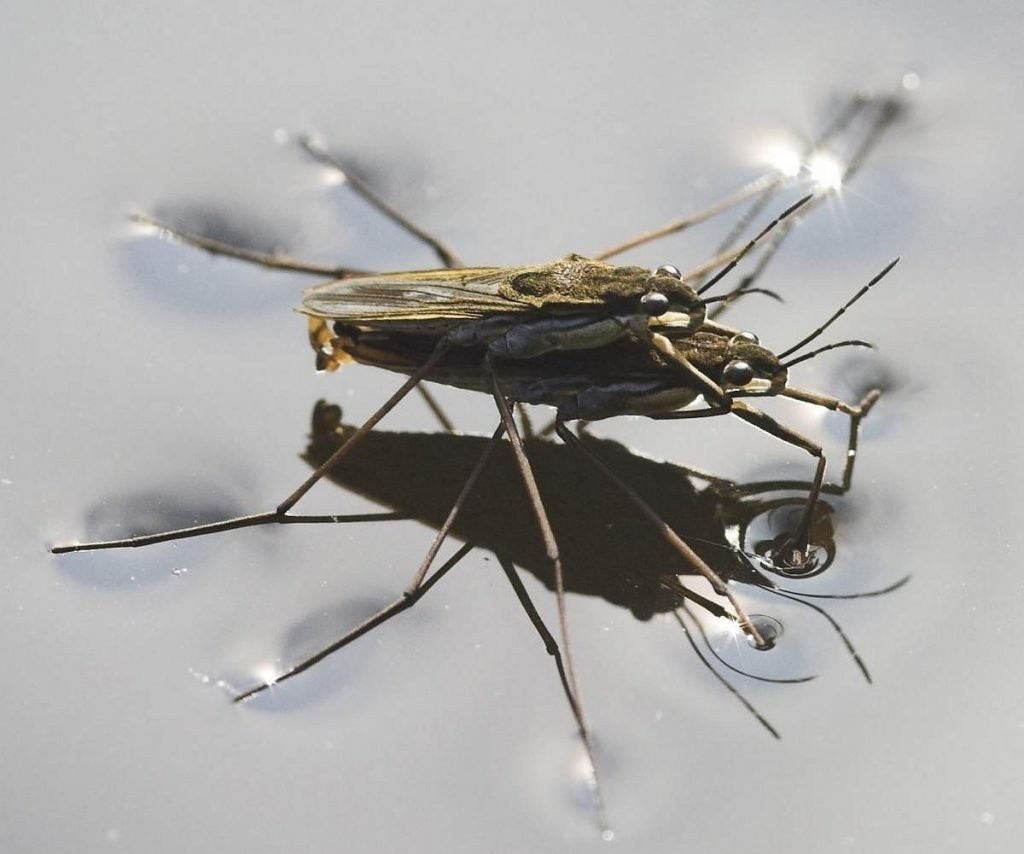 Водные ступени (лат. Gerridae) .