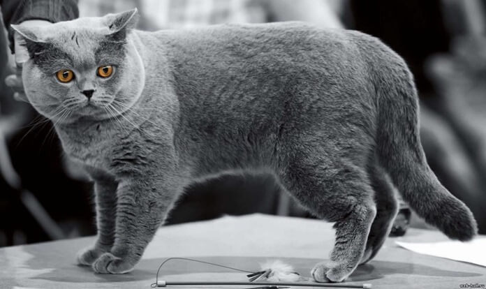 Британский короткошерстный кот