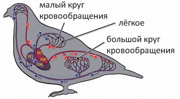 Общая характеристика класса птиц