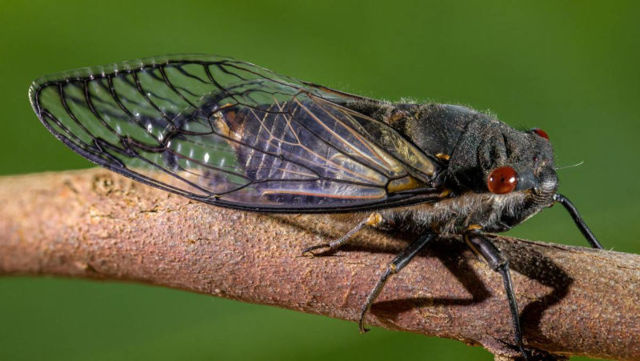 Уральские животные, птицы и растения, красная книга, разнообразие природы