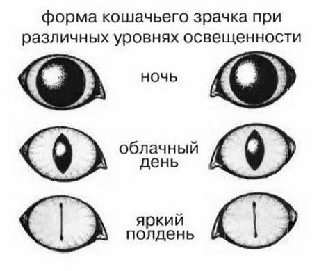 Форма зрачка кошки в разных условиях освещения