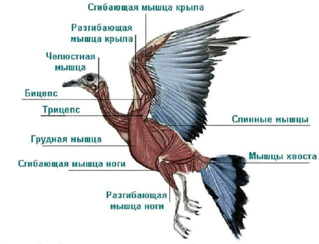 Мышечная система птиц.