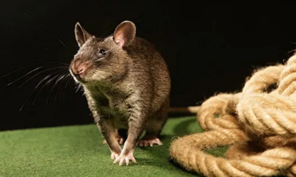 Гамбийская крыса-хомяк