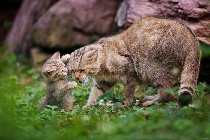 Лесная кошка с котенком