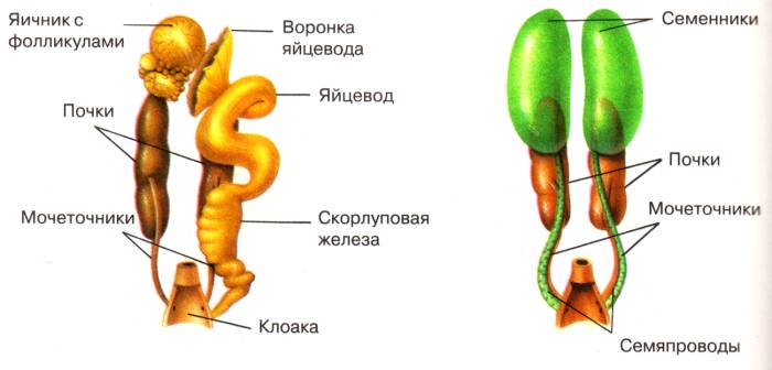 описание курицы